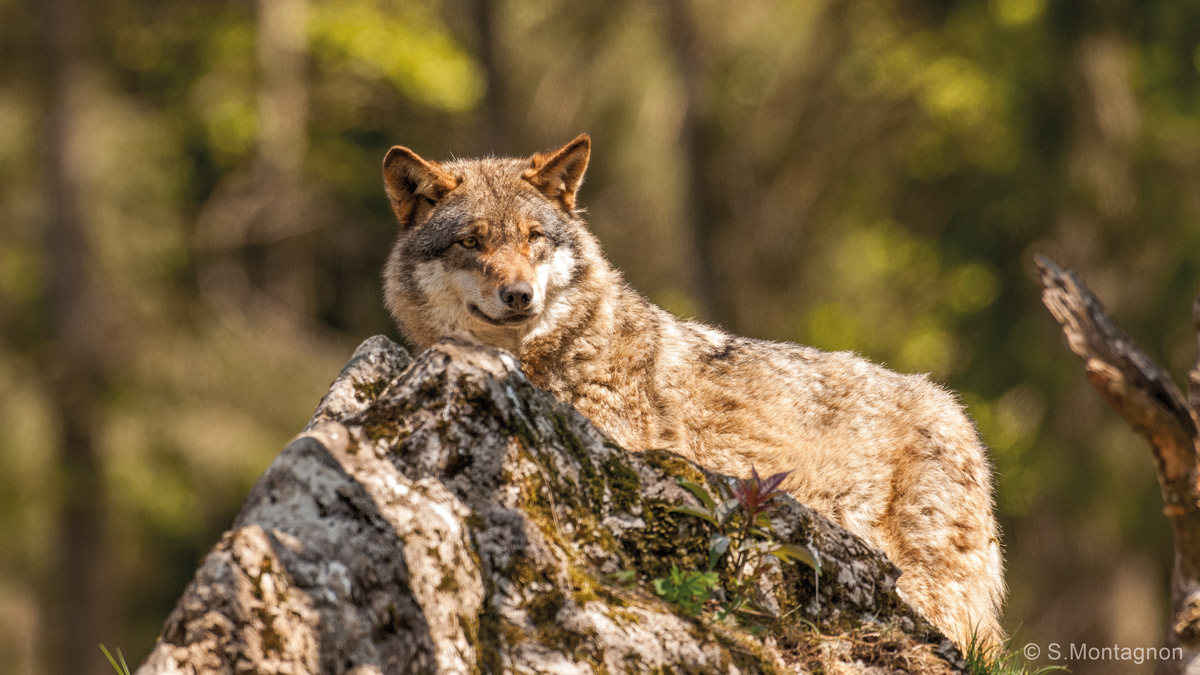 Lire la suite à propos de l’article Loup solitaire dans le Gard : une traque inutile !