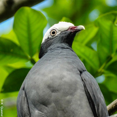 Lire la suite à propos de l’article Les actions de l’ASFA et de l’ASPAS couronnées de succès : nouvelle victoire en faveur d’une espèce menacée aux Antilles