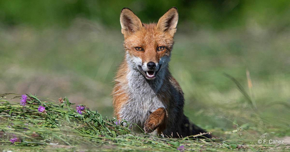 Lire la suite à propos de l’article Abattage de 1430 renards en Seine-Maritime : annulation totale de l’arrêté !