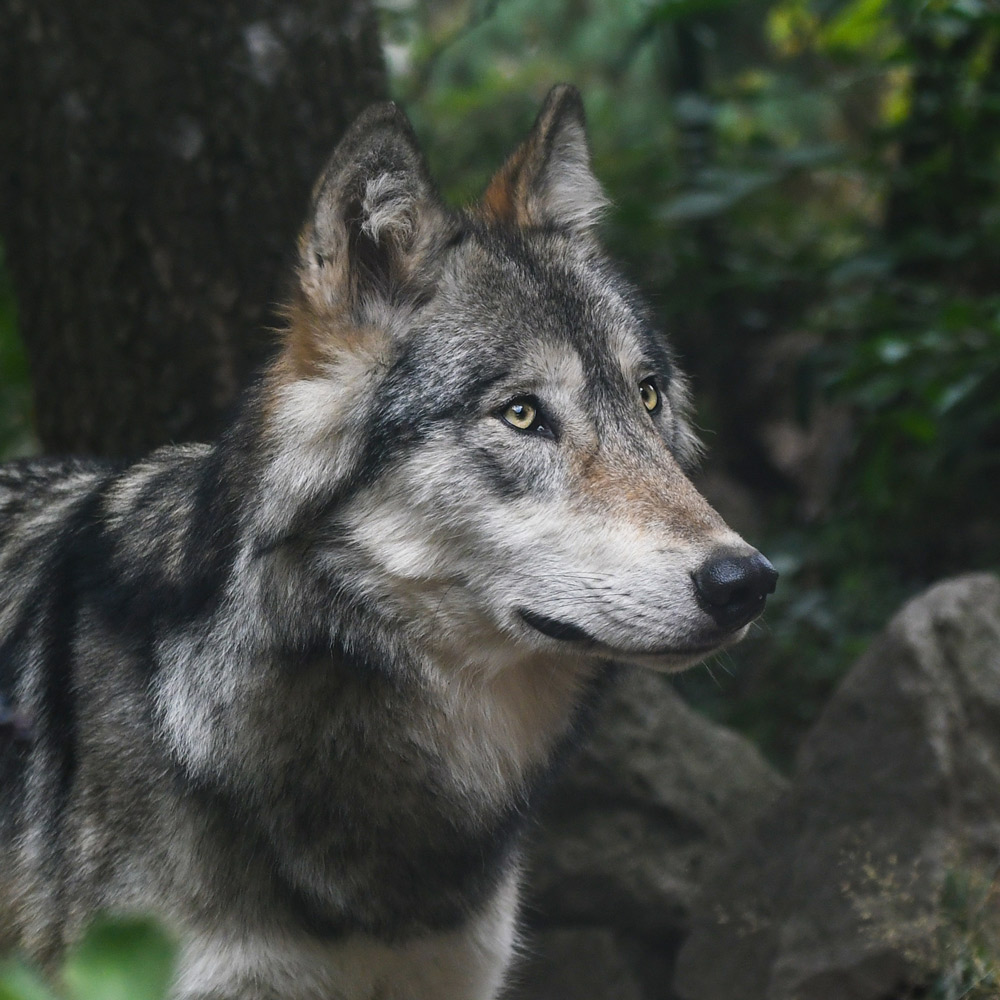 Lire la suite à propos de l’article L’ASPAS fait suspendre les tirs de l’unique loup du Larzac