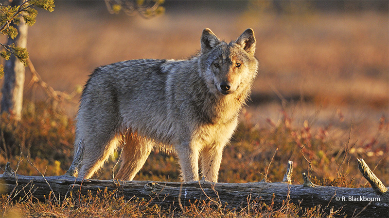 Lire la suite à propos de l’article Le loup solitaire de la plaine des Vosges ne doit pas être abattu !