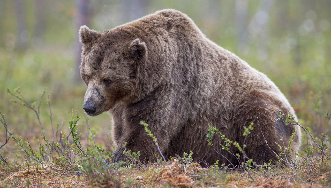 Lire la suite à propos de l’article Une population d’ours qui augmente… et des dégâts qui baissent