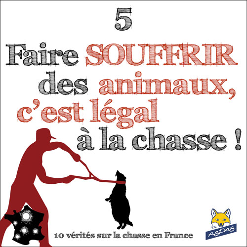 Lire la suite à propos de l’article Vérité sur la chasse en France 5/10 :  Faire souffrir des animaux, c’est légal à la chasse !