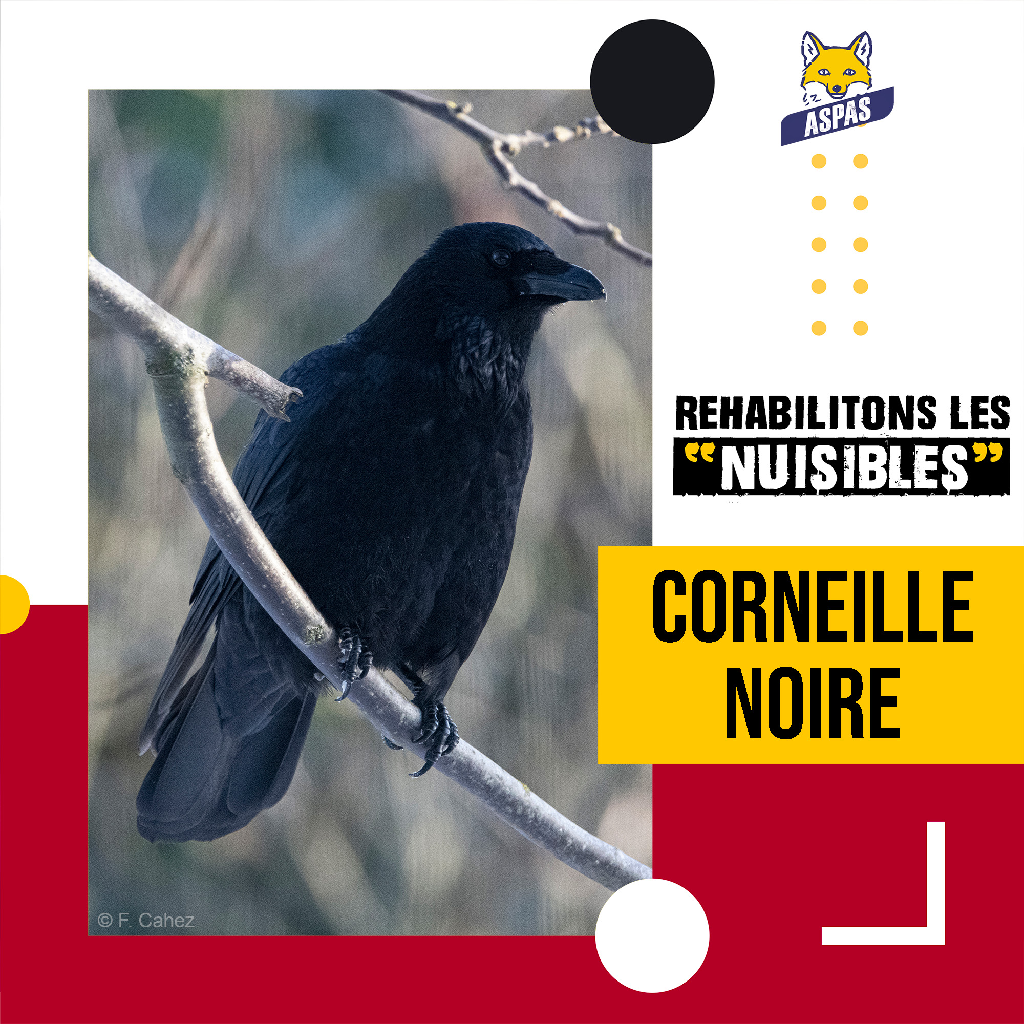 CI-Corneille