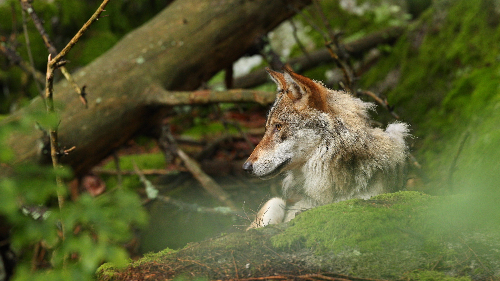 Lire la suite à propos de l’article Pétition : le loup doit rester une espèce strictement protégée !