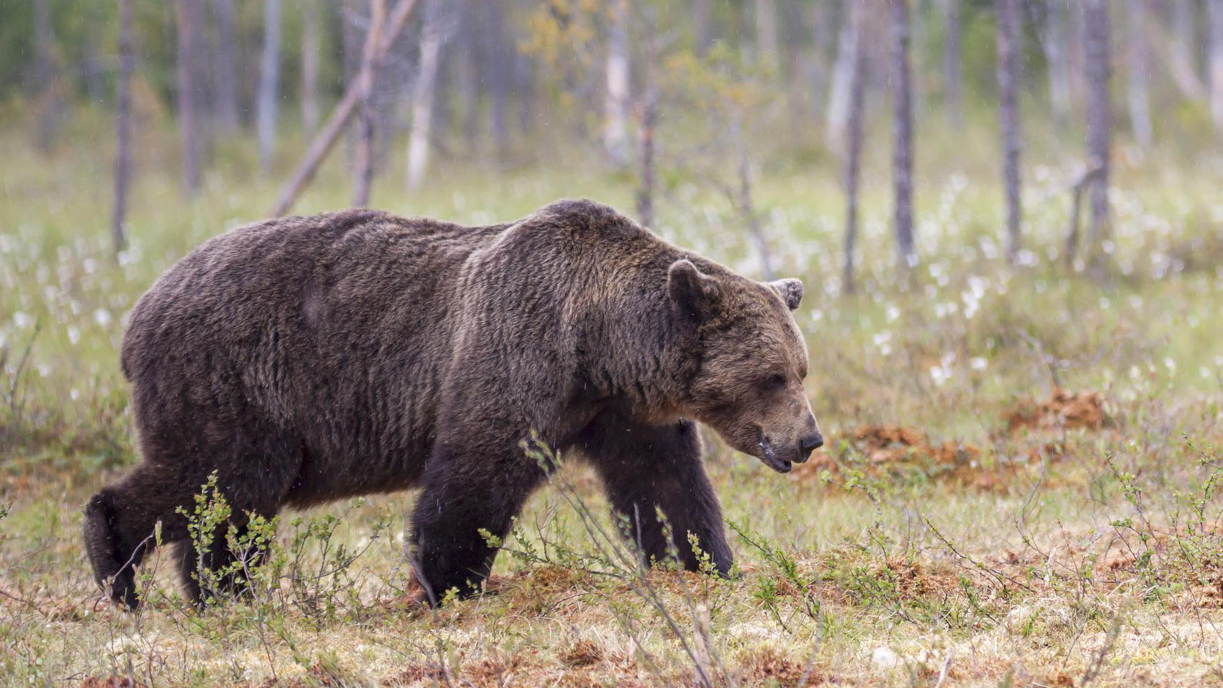 Lire la suite à propos de l’article Voilà 40 ans que l’ASPAS protège les ours !
