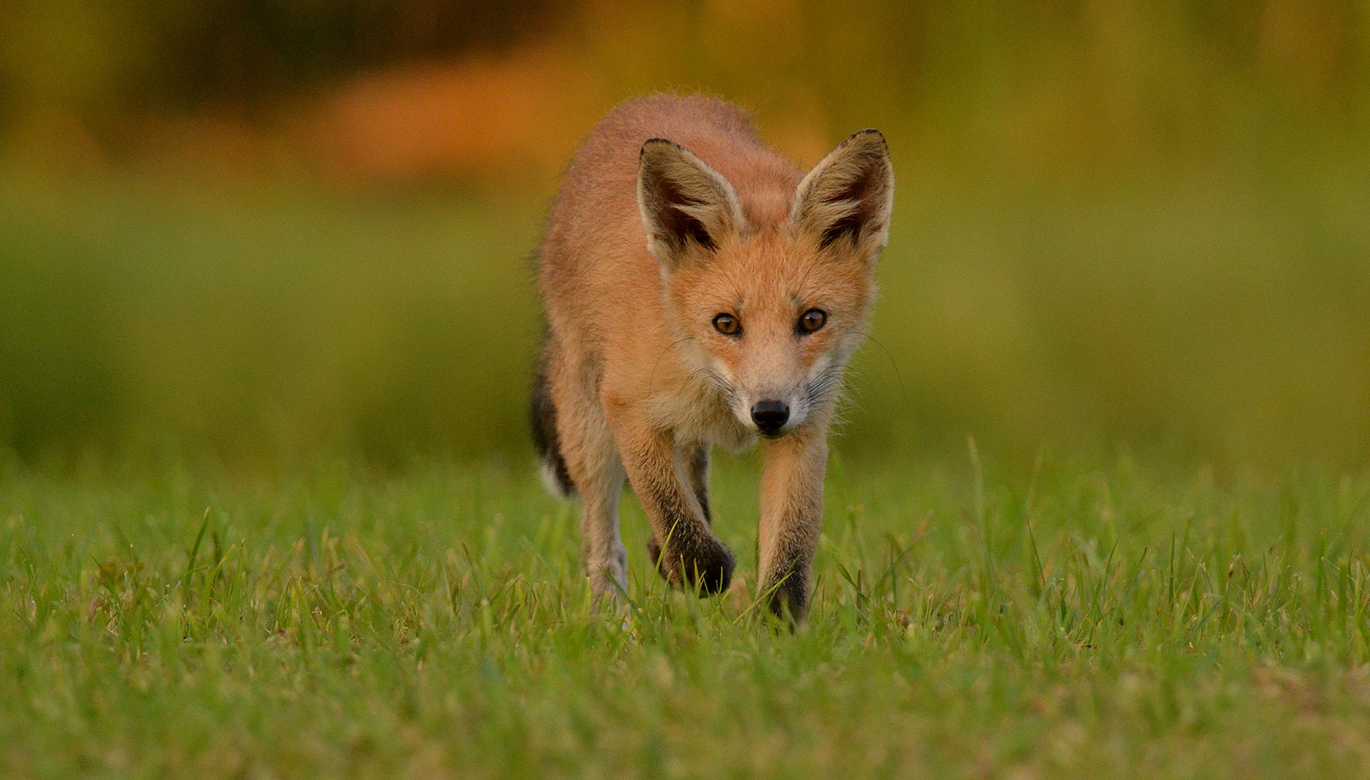 Lire la suite à propos de l’article L’État défend les renards ! Avant d’autoriser leur piégeage…