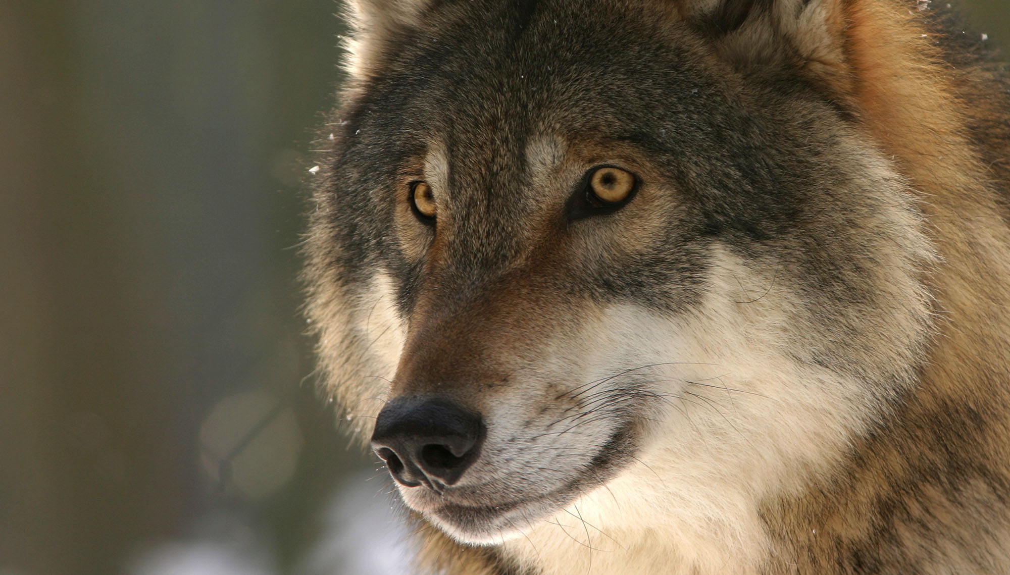Lire la suite à propos de l’article Un mauvais Plan pour tuer plus de loups