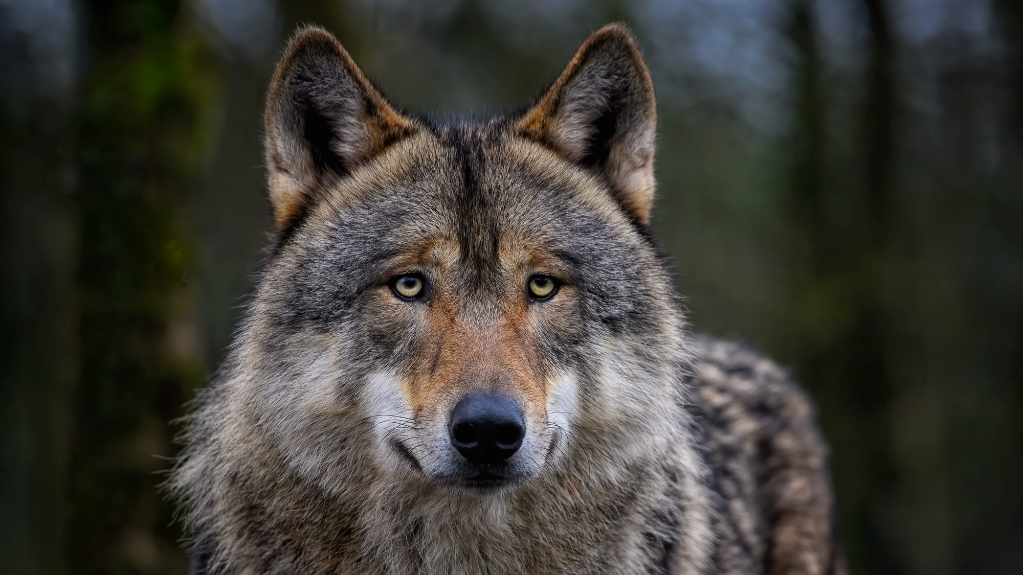 Lire la suite à propos de l’article Les ONGs quittent le Groupe National Loup